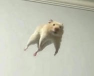 미안해( ；꒳； )