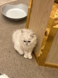 🐈