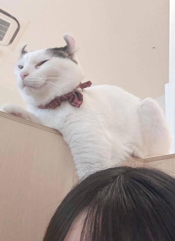 언제든지 귀여운 녀석