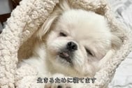 내일!