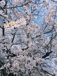 ✨ 대체로, 〇〇〇의 탓. .