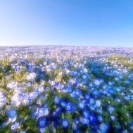 🌸 감사합니다 꿀꺽