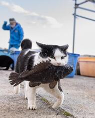 슈!