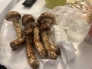 최강 소나무 고마워요?
