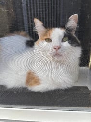 삼모 고양이
