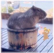 대답합니다♪